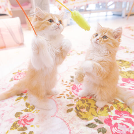 ペットと暮らす安心な生活