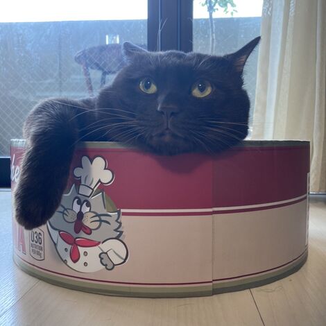 しいたけ横