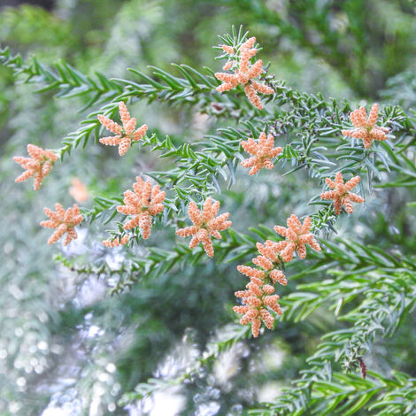 花粉２
